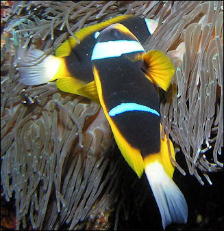 20120517-800px-Allards clownfish Amphiprion_allardi.jpg